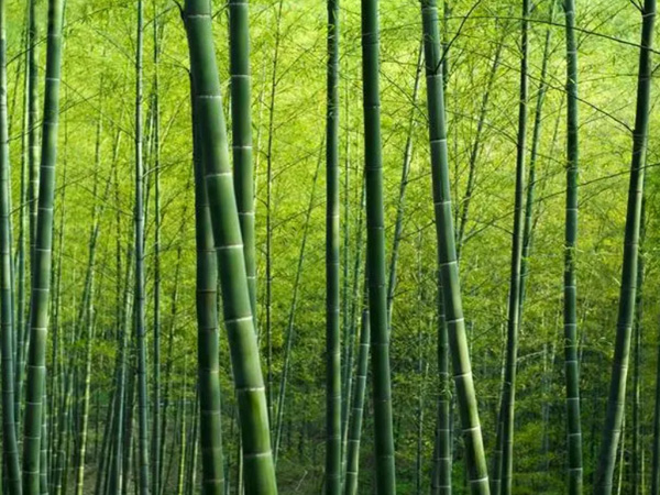 中国循环经济协会组织召开首批“以竹代塑”团体标准中期评审会